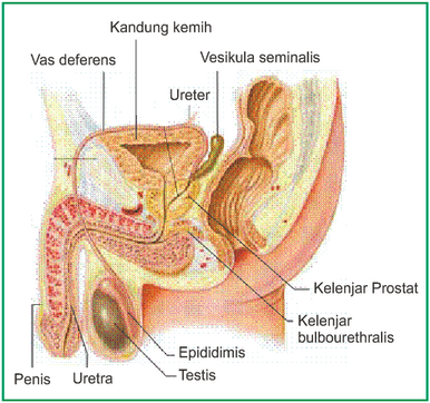 Bismillah Sistem Reproduksi Pada Manusia