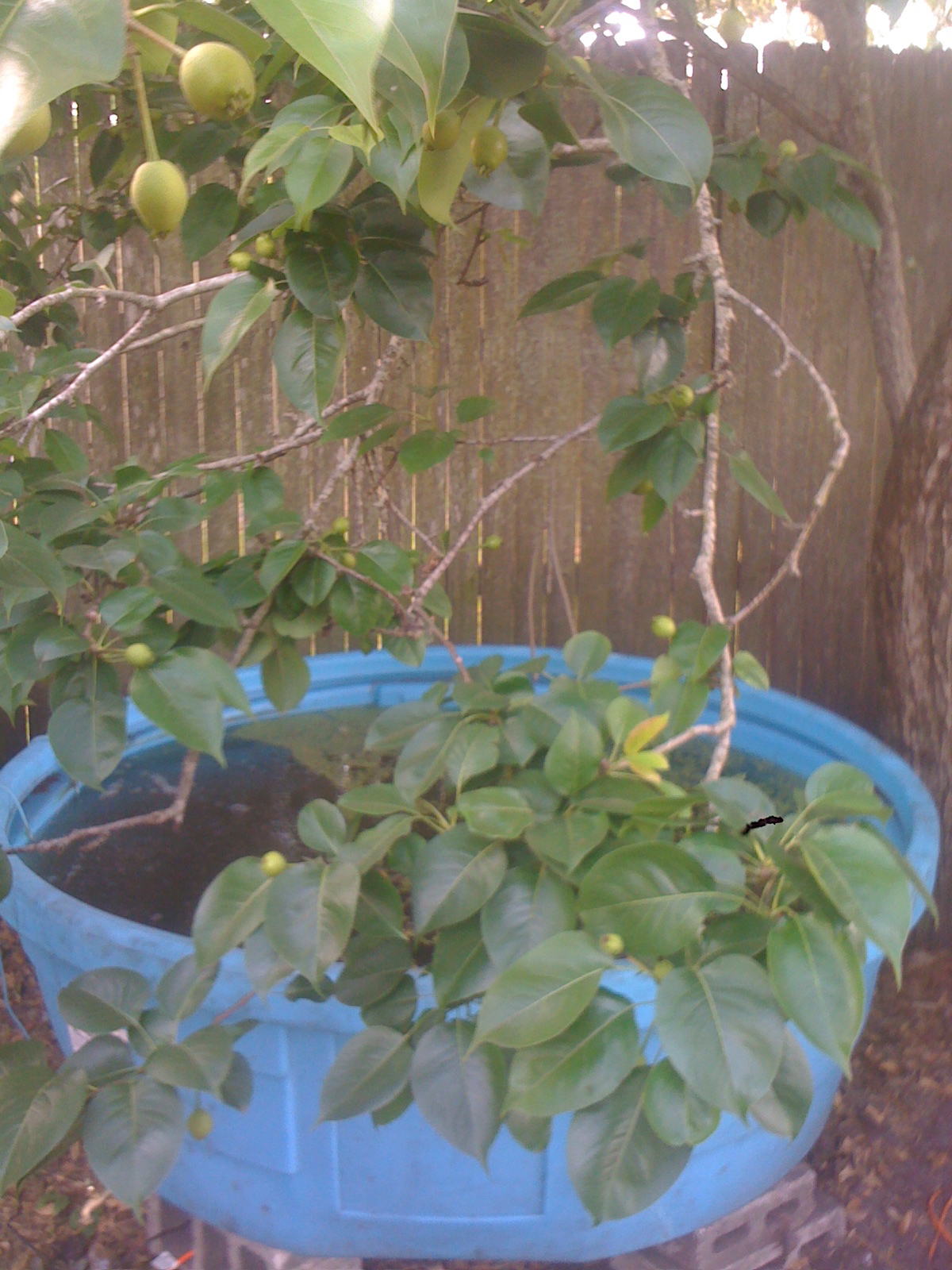 Sustainable Jacksonville Duckweed and Tilapia