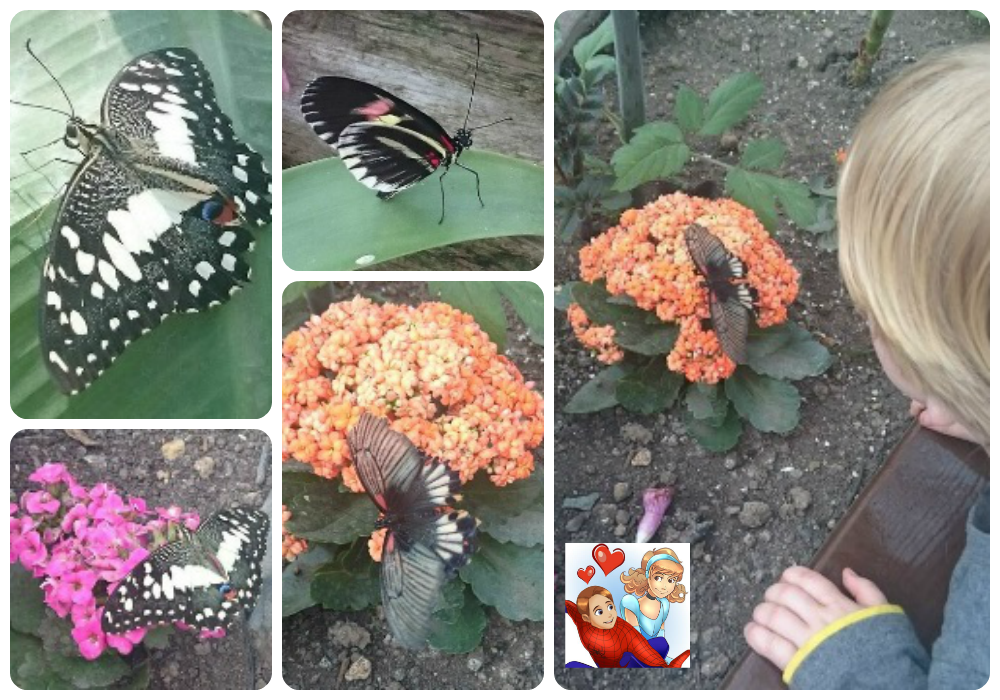 A Fun Filled Day Out At Butterfly World St Albans Emmy's Mummy