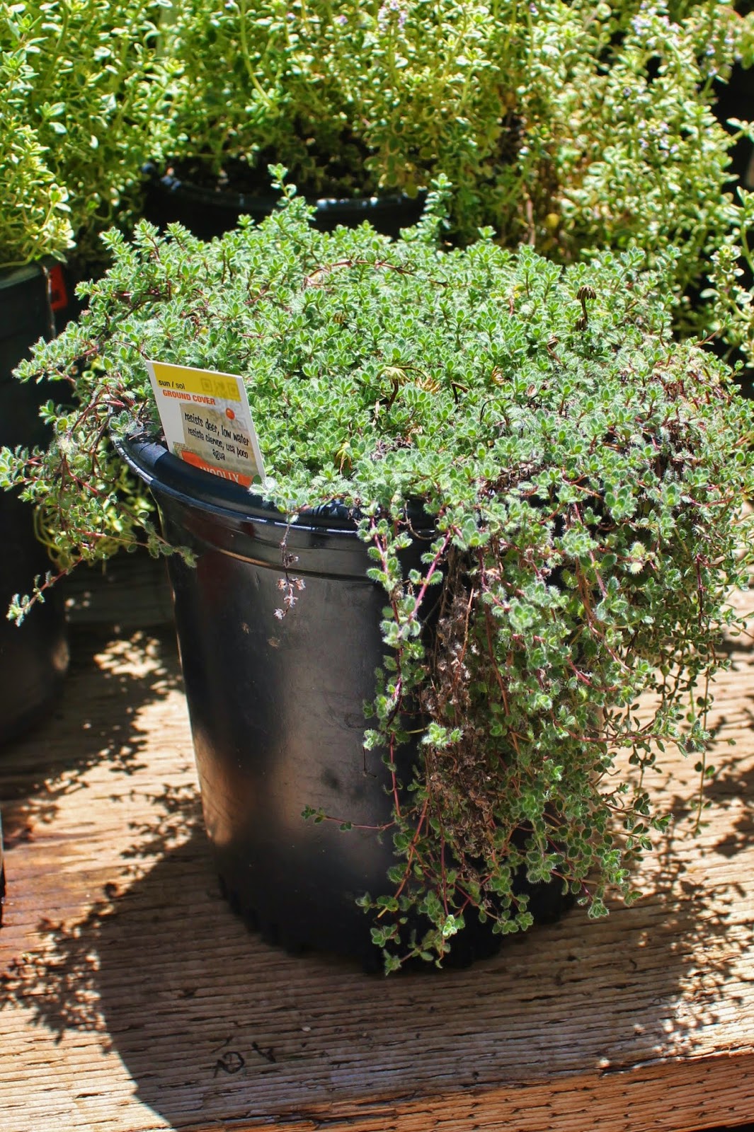 Garden Solutions for the High Desert Watering Tip 6 PLANTING CREEPING TYHME INSTEAD OF A LAWN