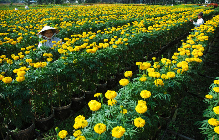 [Image: ha-lan-ho-tro-nguoi-trong-hoa-sa-dec-3.jpg]