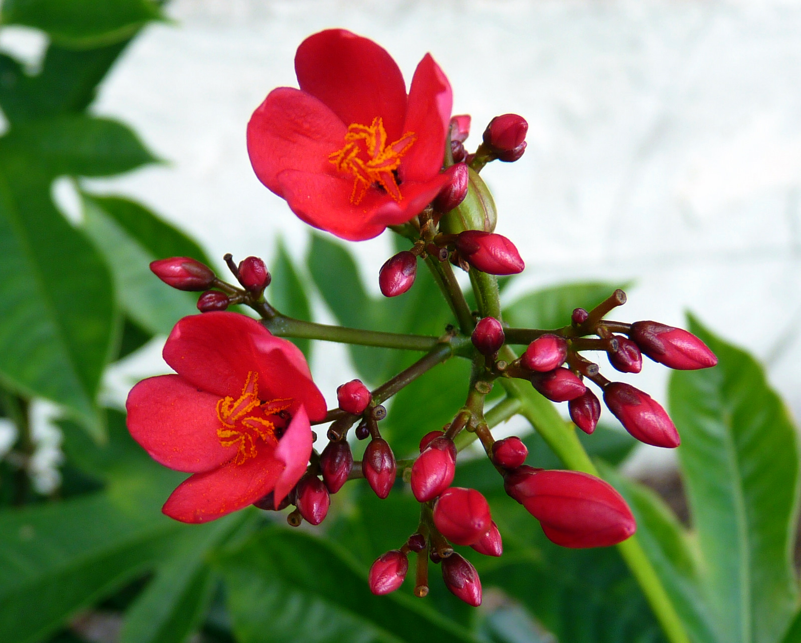 My Florida Backyard Flowers are Red