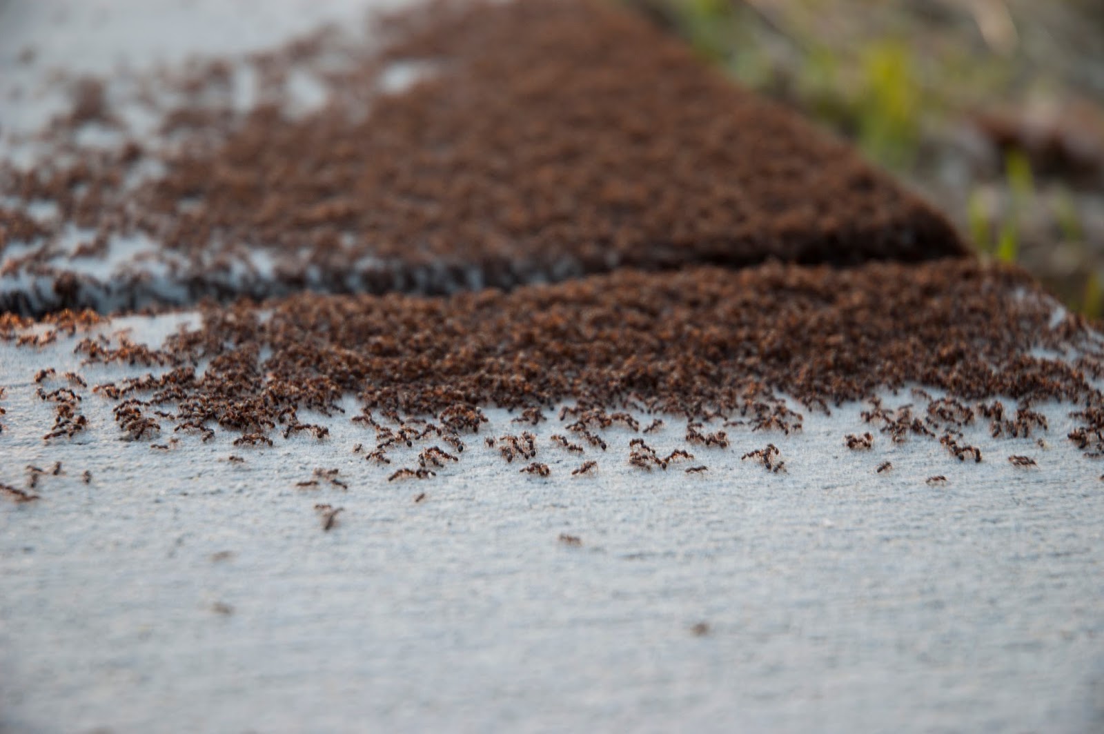 The Viz Ants on the sidewalk nature's installation piece