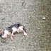 Elle découvre sur le sol un bébé chaton sous la pluie, lorsqu’elle le prend dans sa main? Touchant!