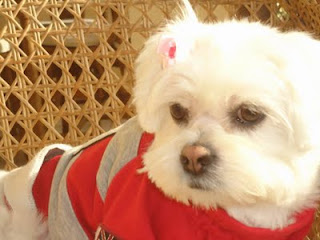 Lailia S Pet Bed Breakfast Lailia S Pet Bed Breakfast
