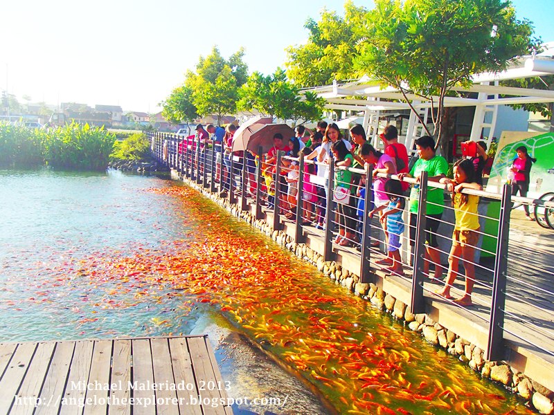 NUVALI Sta Rosa Laguna Koi Capital of the Philippines!