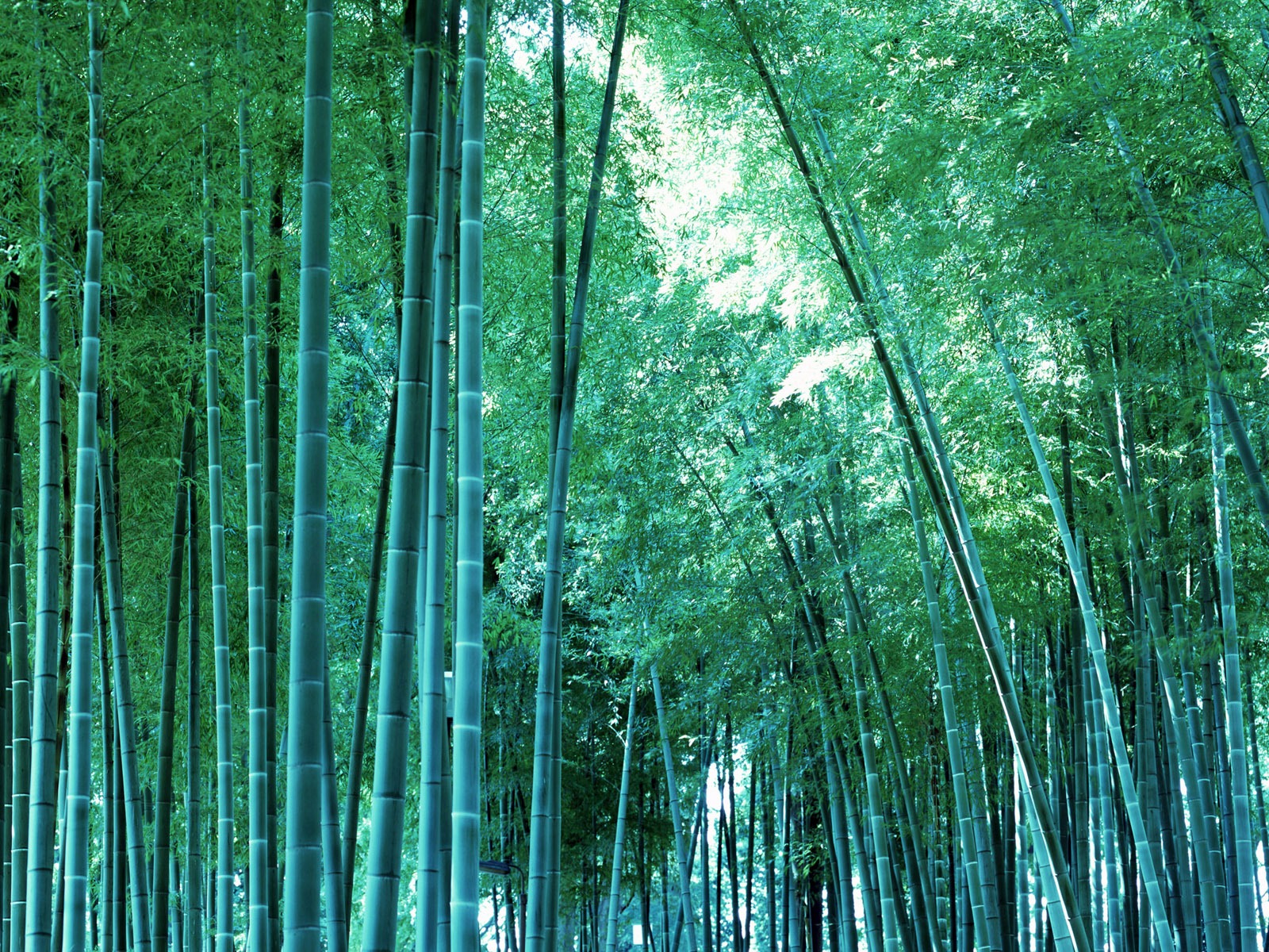 http://3.bp.blogspot.com/-SSA9Kw5ILaI/Tqax_SNQE_I/AAAAAAAABME/hWyJNF7wH1A/s1600/bamboo_print_wallpaper.jpg