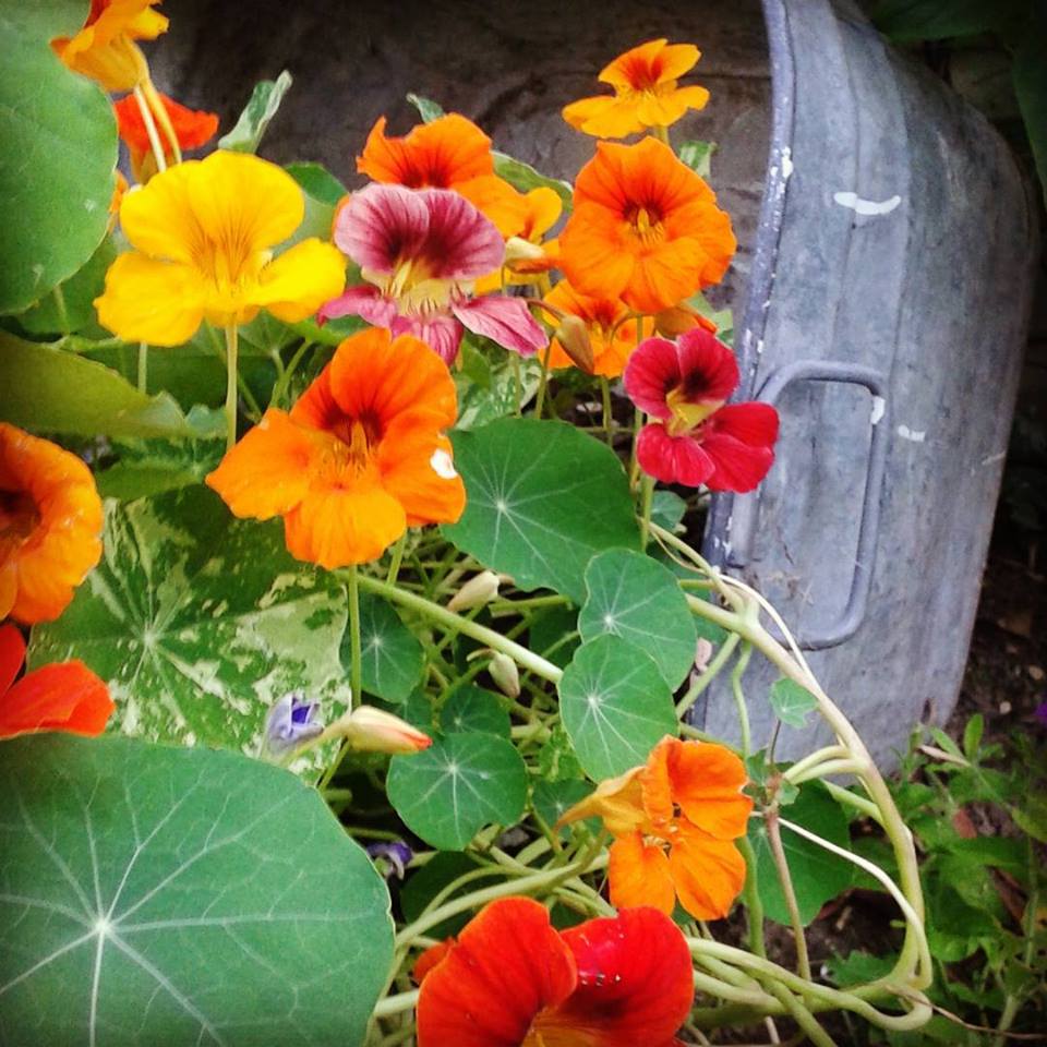 Just my Stuff Dried Nasturtium and Nasturtium Capers