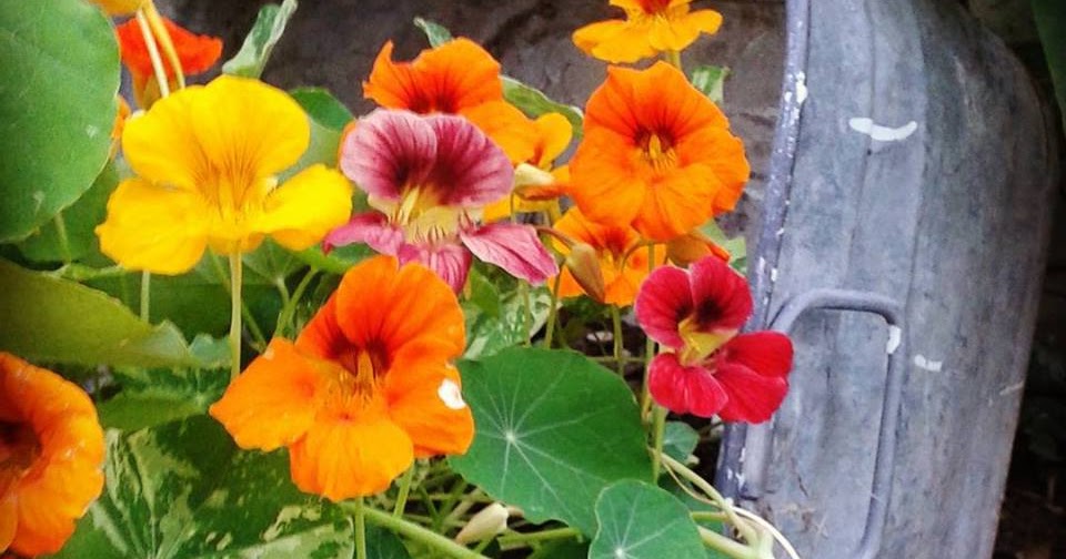 Just my Stuff Dried Nasturtium and Nasturtium Capers