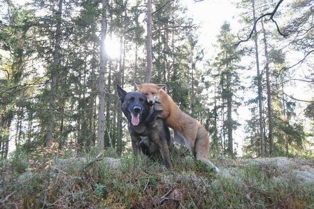 Un zorro y un perro jugando en los bosques de Noruega. 