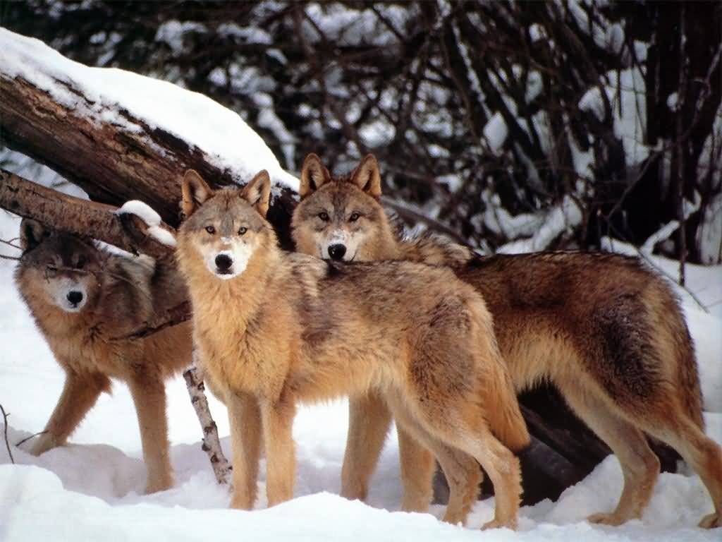 Interesting Facts: Interesting Facts about Wolves