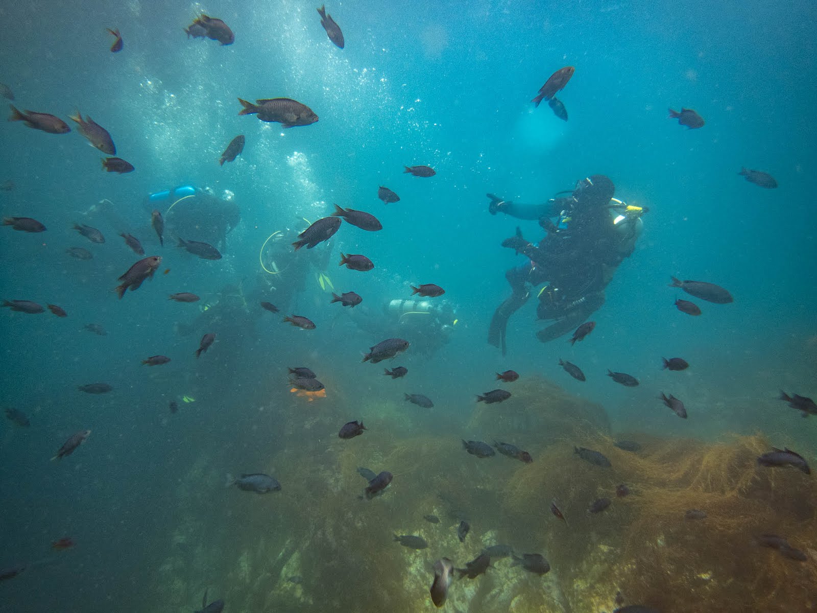 Diving Catalina Island Rock Quarry & Eagle Rock With The Pacific Star