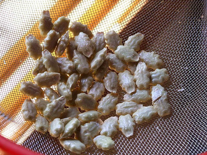 PHILIPPINE HERBAL PLANTS AND THEIR USES AMPALAYA