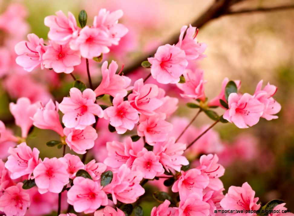 Pink Flowers Wallpapers HD Pictures One HD Wallpaper Pictures Pink Flowers Wallpapers HD Pictures One HD Wallpaper Pictures