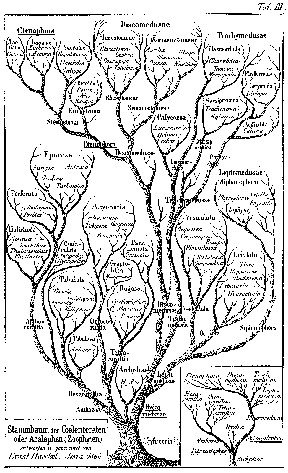 The Genealogical World of Networks Who published the