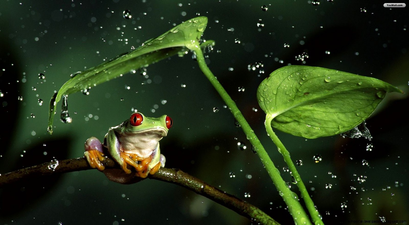 Froggy Night Waxing Philosophical Froggy Night Waxing Philosophical