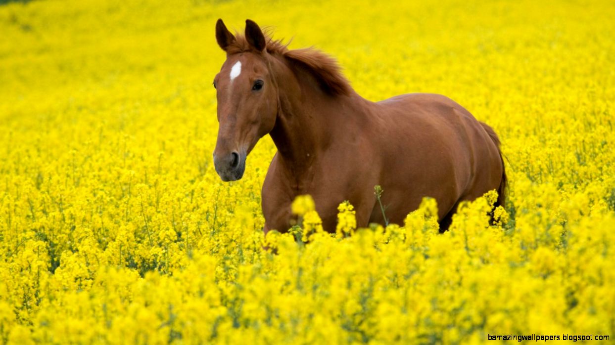Horse In Flower Field HD Wallpapers Horse In Flower Field HD Wallpapers