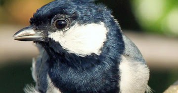 Burung Gelatik Wingko Galwing Jantan Dan Betina Zona Kicau