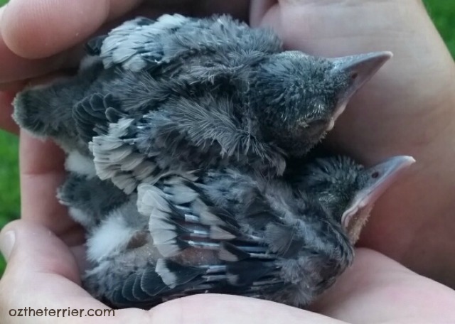 Baby Birds being put back in the nest in South Florida yard