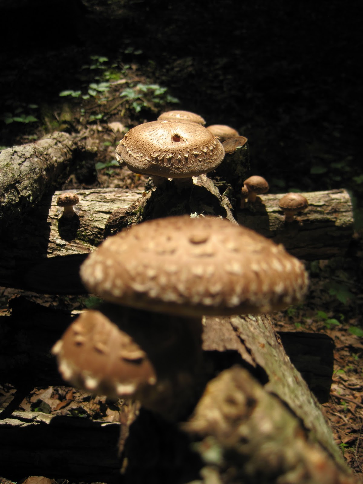 Shiitake Mushroom Logs a Food, Health, and Home Gardening Revolution