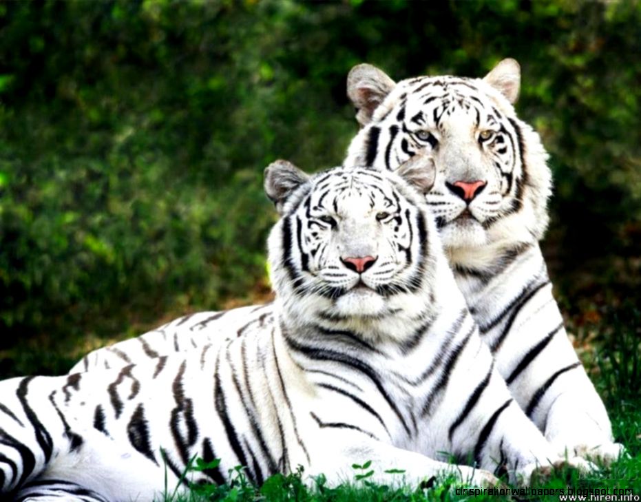 White Tiger Wallpaper 10941 Hd Wallpapers In Animals Imagescicom White Tiger Wallpaper 10941 Hd Wallpapers In Animals Imagescicom