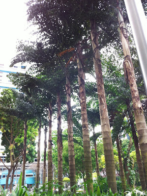 Giant Fishtail Palm