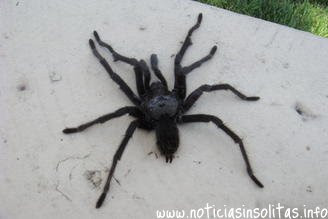 hombre huye araña desnudo pro la calle