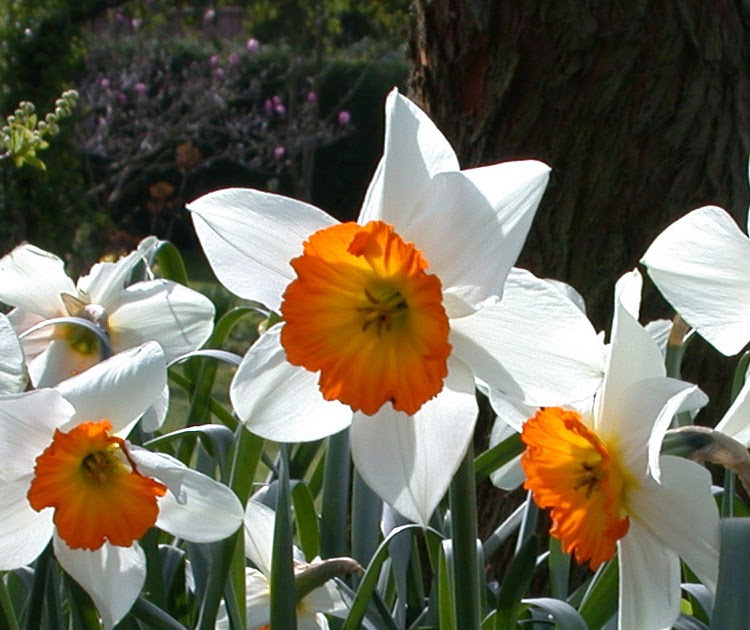 Ann's Watercolour Studio Negative painting with daffodil leaves