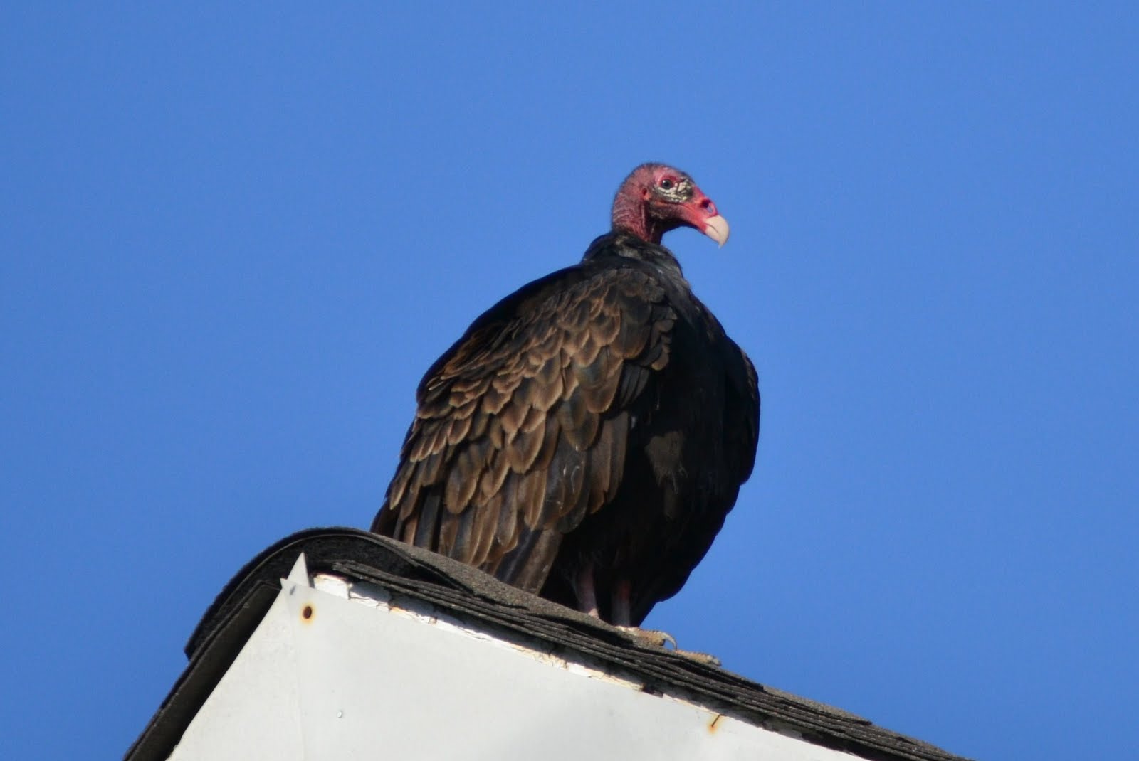It's All About Purple Turkey Vulture