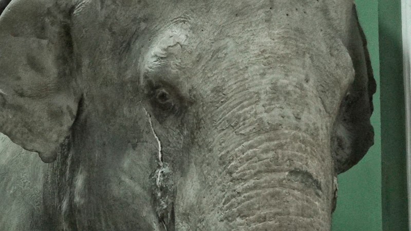 Слон плачет в Зоологическом музее МГУ