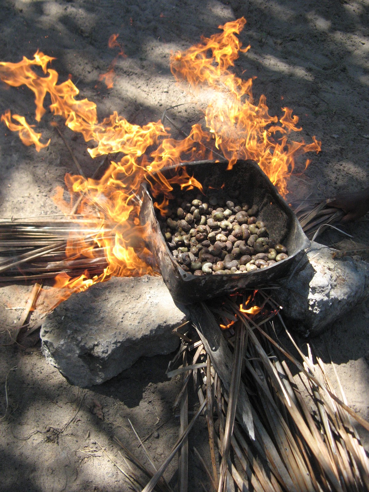 CASHEW NUTS FROM KILIFI