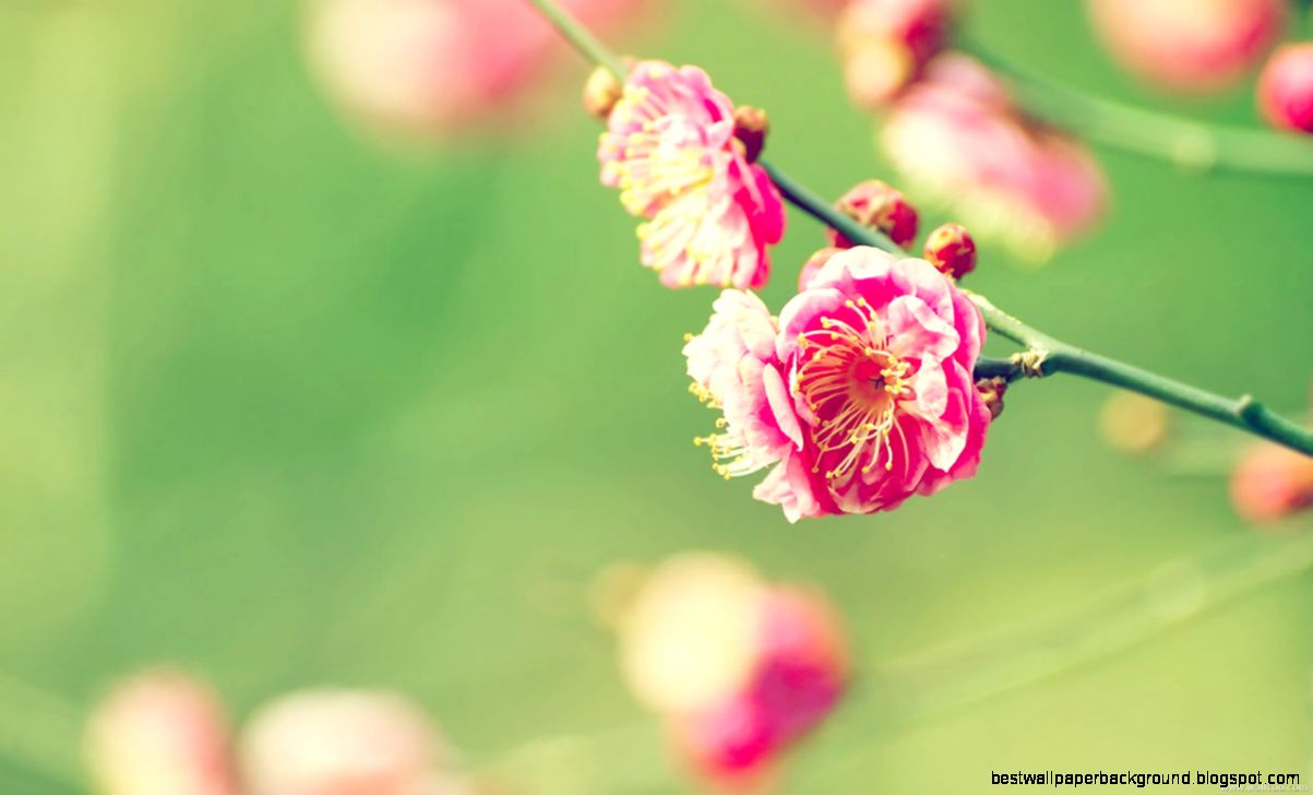 Early Spring Desktop Backgrounds Pendulo Early Spring Desktop Backgrounds Pendulo