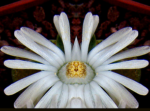 Lithops spp