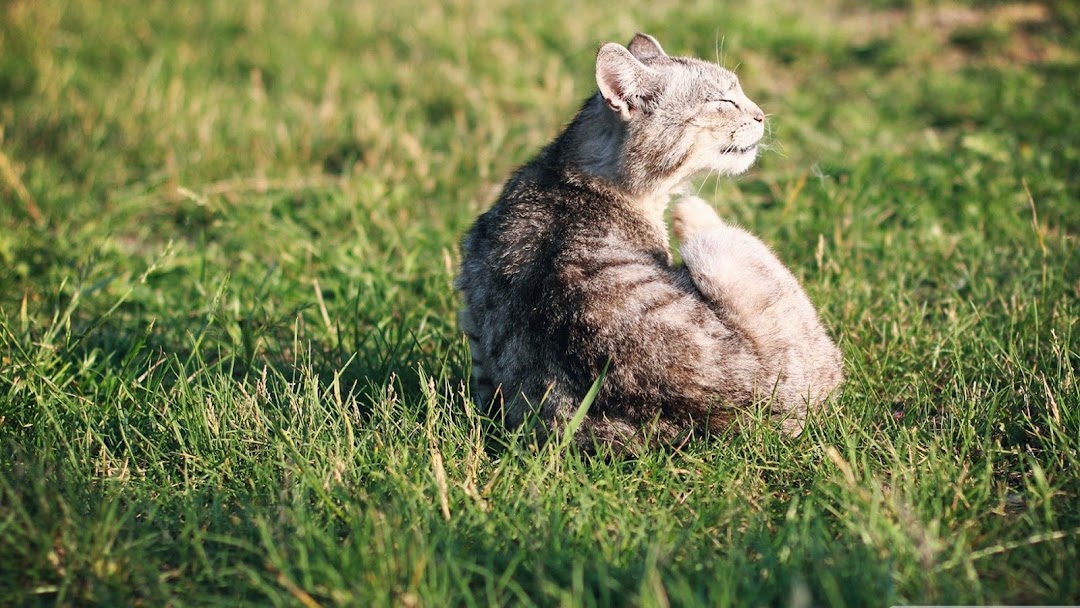 Cat in Grass 3