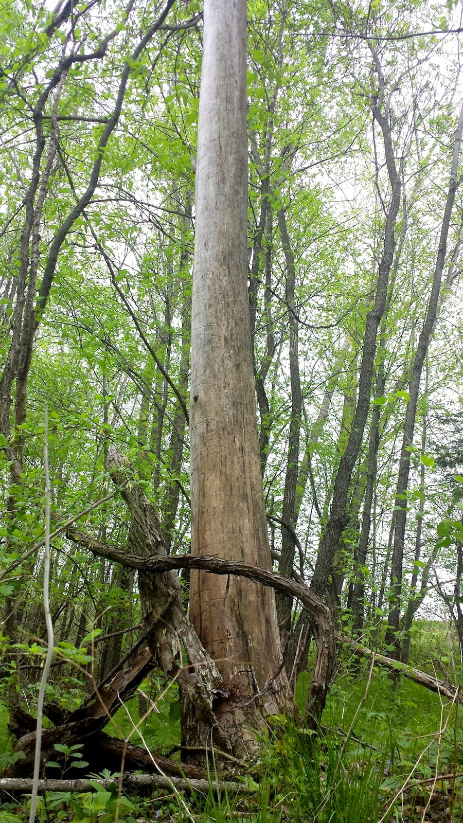 Big Rigs 'n Lil' Cookies Hunting Morels