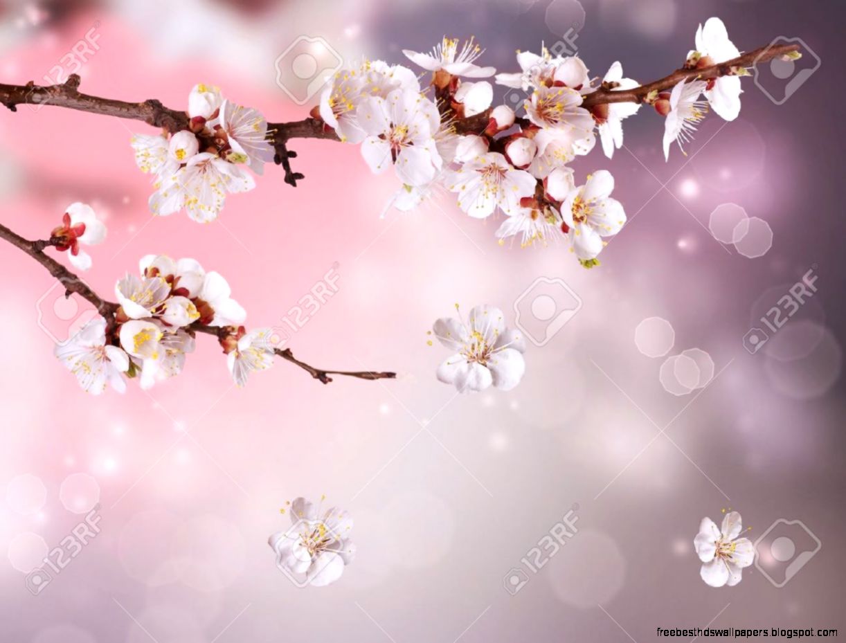 Cherry Tree Images Stock Pictures Royalty Free Cherry Tree Cherry Tree Images Stock Pictures Royalty Free Cherry Tree