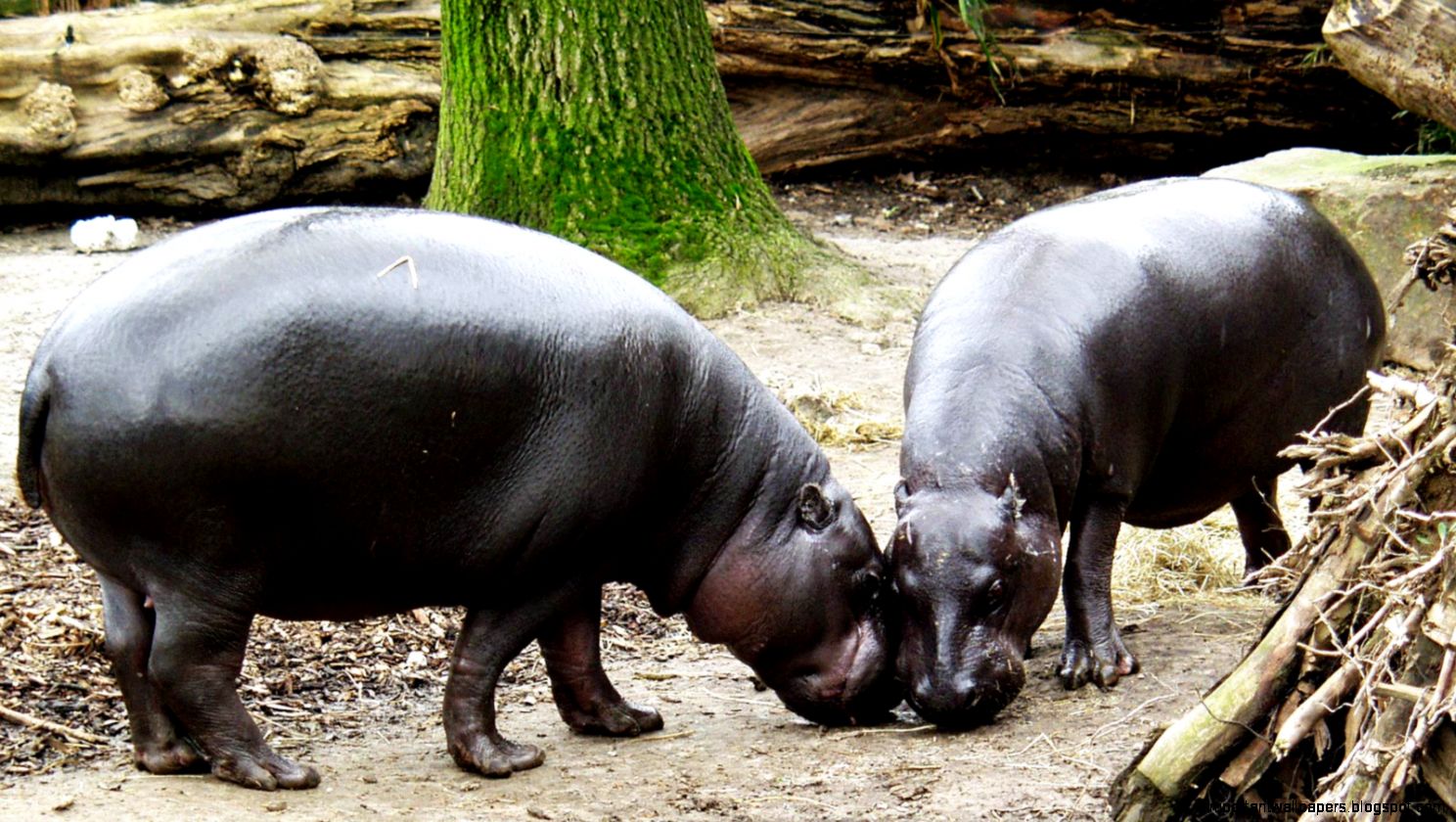 Hippopotamus Wallpapers Collection 26 Hippopotamus Wallpapers Collection 26