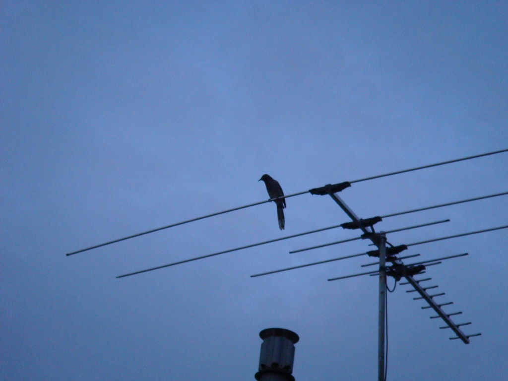 Antenna Gold Coast Outdoor Digital Antenna Installation