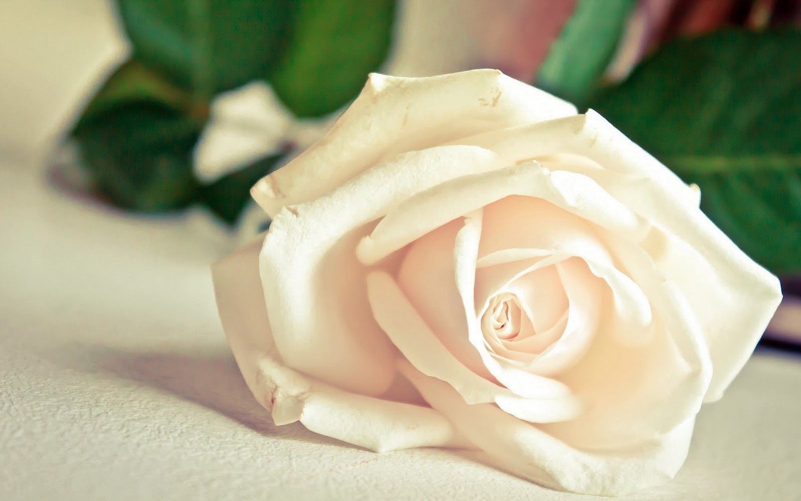 New White Rose Flowers Wallpapers - Entertainment Only