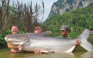 Giant+mekong+catfish+world+record