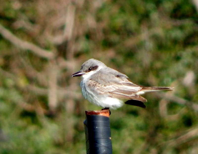 Coastal Virginia Wildlife Observatory Gray Kingbird continued