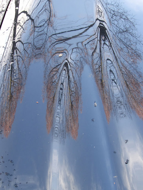 pattern of a tree reflected in a black car