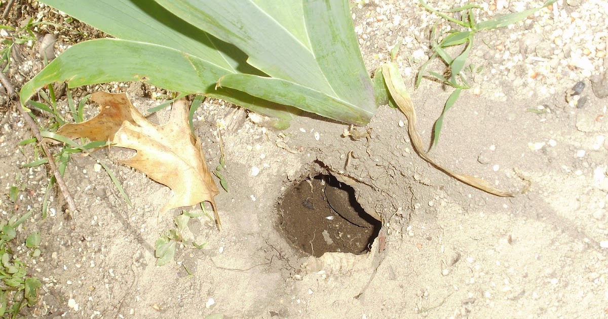 Vole Traps Supplies And More