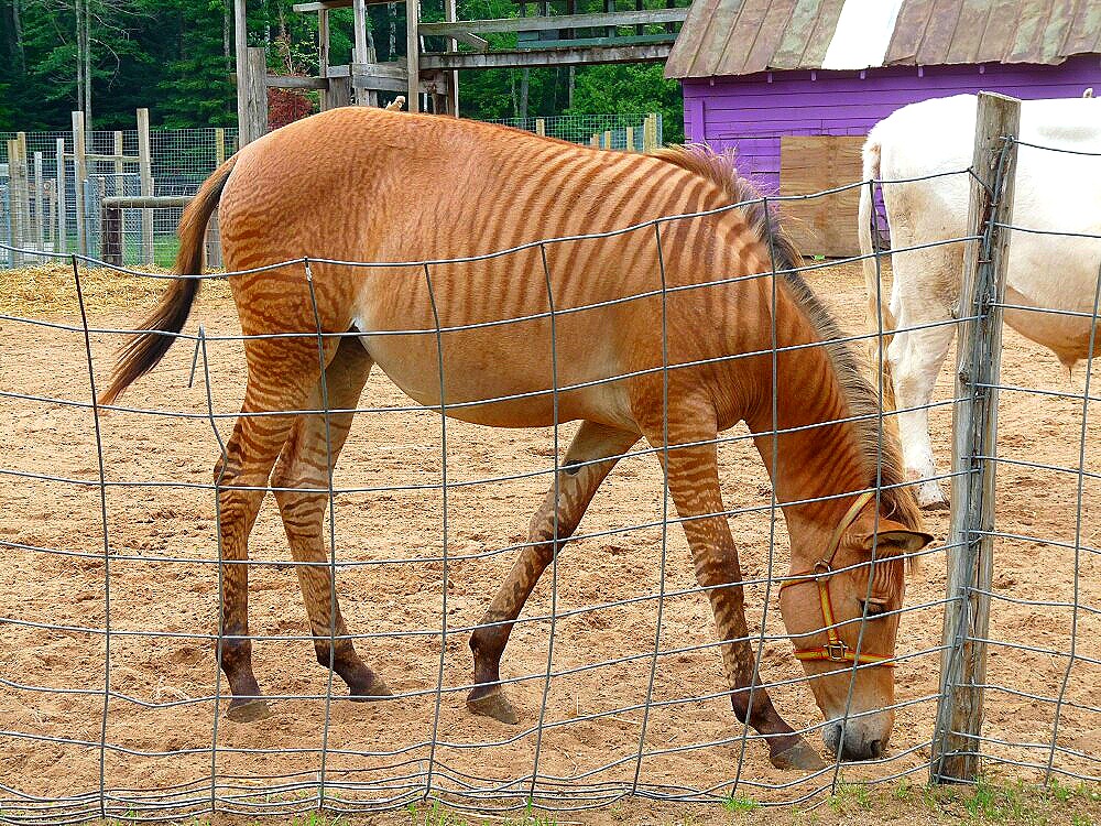 Zebroid The Biggest Animals Kingdom