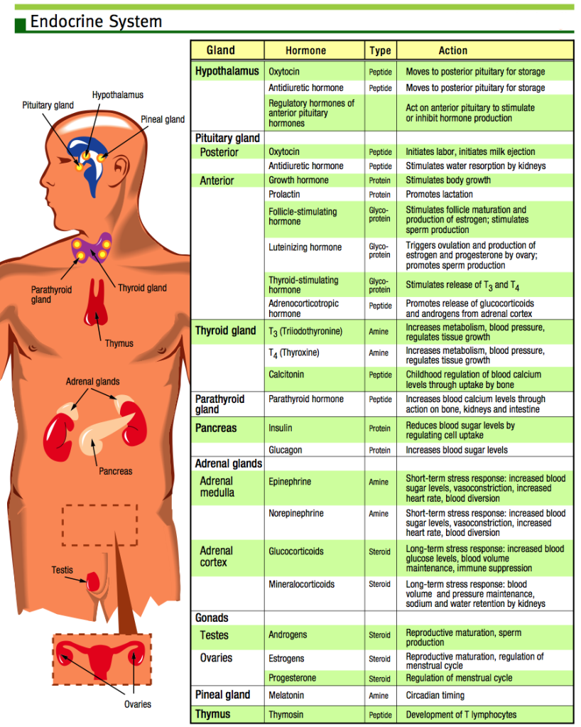 Endocrine System Anatomical Chart