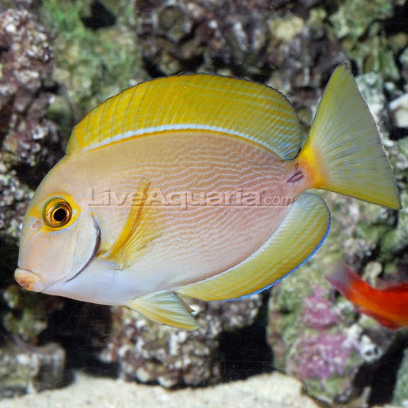 Eyestripe Surgeonfish (Acanthurus Dussumieri)