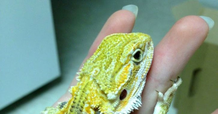 collard greens for bearded dragon
