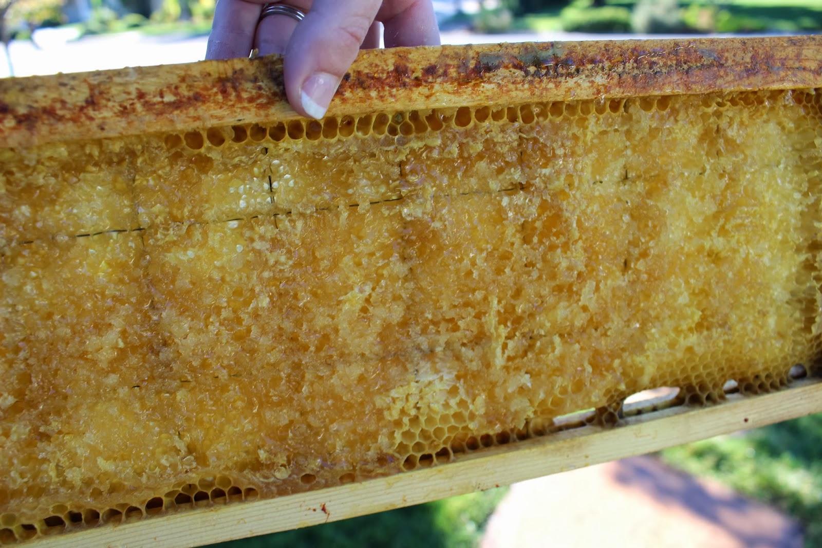 Kendal's Bees Blog September 2013