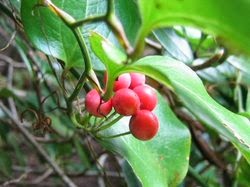 KUMARIKA (Smilax Chinensis)