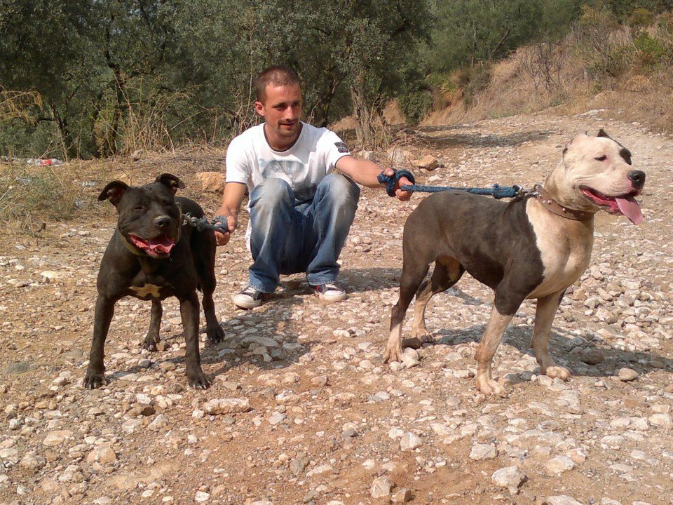 Pitbul Pitbul Kangal KANGAL SEVDALILARI